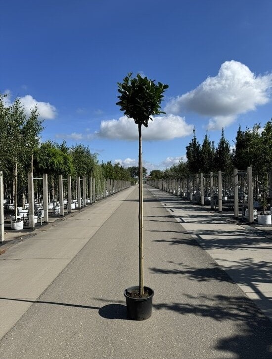 Kugel Lorbeerbaum 'Etna'