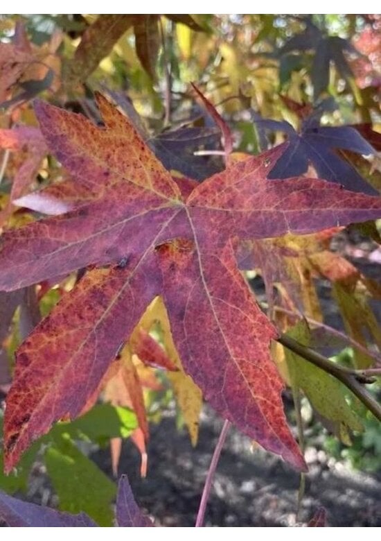 Amberbaum 'Worplesdon' Spalier | Liquidambar styraciflua 'Worplesdon'