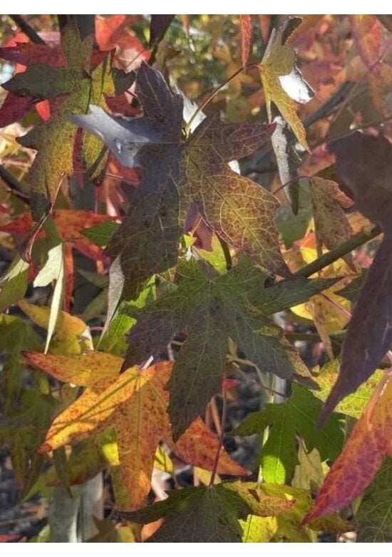 Amber Spalierbaum | Liquidambar styraciflua