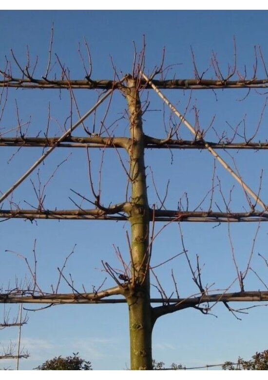 kaiserlinde spalier | Tilia europaea Pallida
