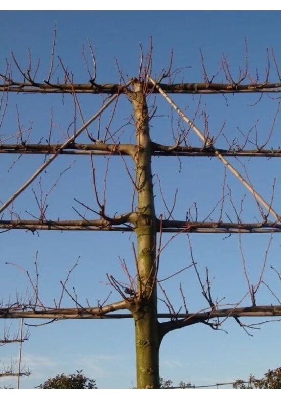 kaiserlinde spalier | Tilia europaea Pallida