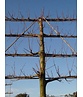kaiserlinde spalier | Tilia europaea Pallida