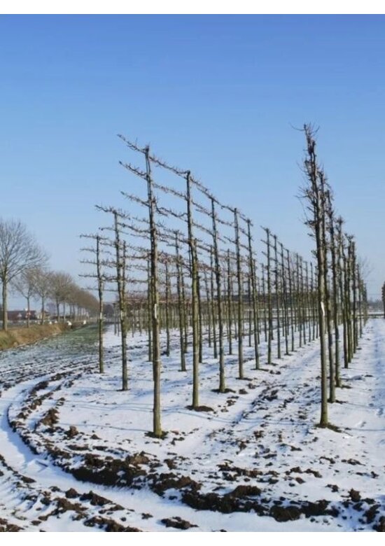 kaiserlinde spalier | Tilia europaea Pallida