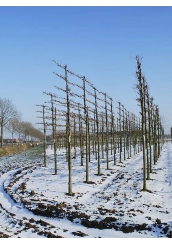 kaiserlinde spalier | Tilia europaea Pallida