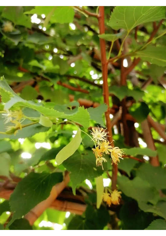 kaiserlinde spalier | Tilia europaea Pallida