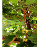 kaiserlinde spalier | Tilia europaea Pallida