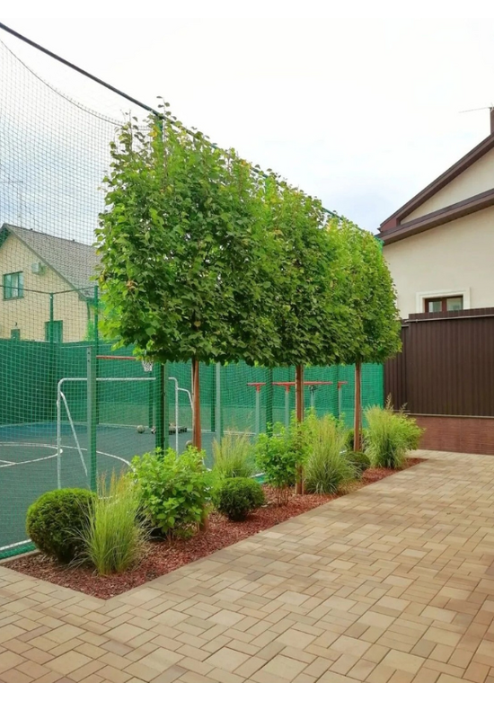 kaiserlinde spalier | Tilia europaea Pallida