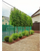 kaiserlinde spalier | Tilia europaea Pallida