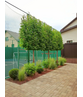 kaiserlinde spalier | Tilia europaea Pallida