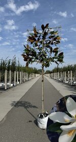 Immergrne Magnolie | 3 Jahre kostenlose Garantie - Venovi
