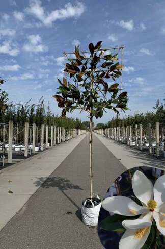 Immergrüne Magnolie Spalier | Magnolia grandiflora