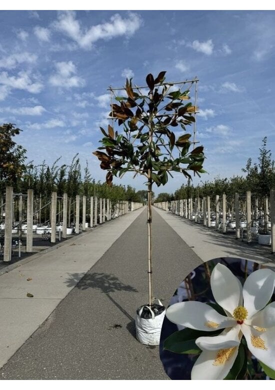 Immergrüne Magnolie Spalier | Magnolia grandiflora