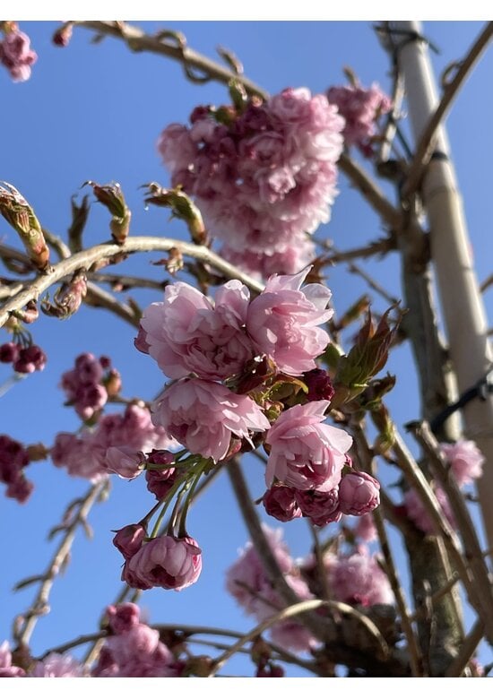 Hängende Nelkenkirsche 'Kiku-Shidare' | Prunus serrulata 'Kiku-Shidare'