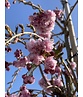 Hängende Nelkenkirsche 'Kiku-Shidare' | Prunus serrulata 'Kiku-Shidare'