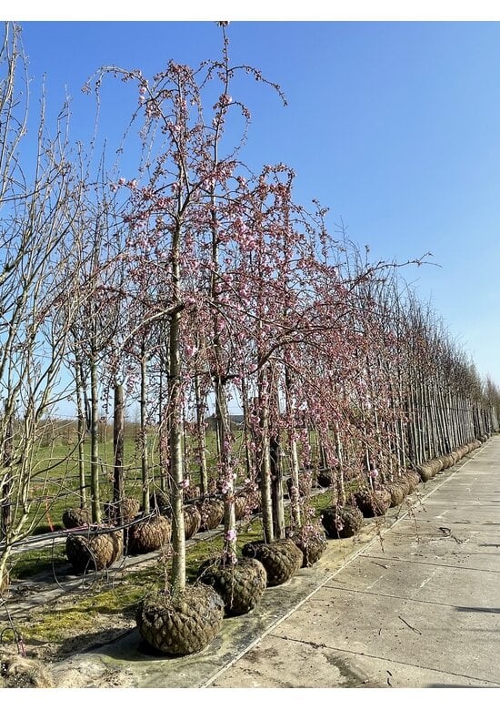 Hängende Nelkenkirsche 'Kiku-Shidare' | Prunus serrulata 'Kiku-Shidare'