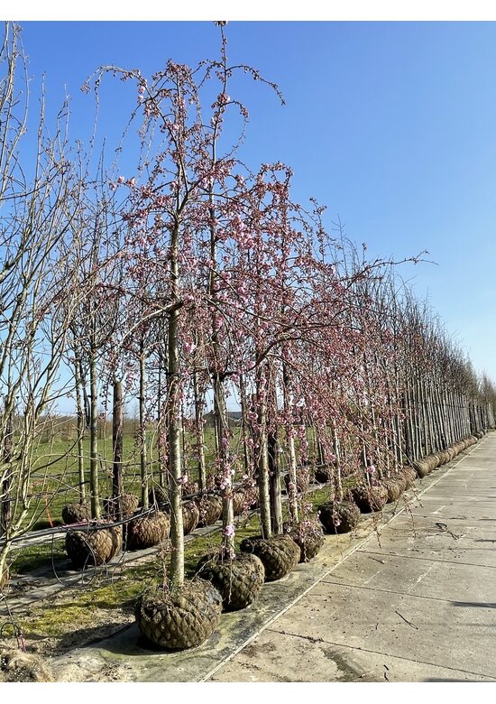 Hängende Nelkenkirsche 'Kiku-Shidare' | Prunus serrulata 'Kiku-Shidare'