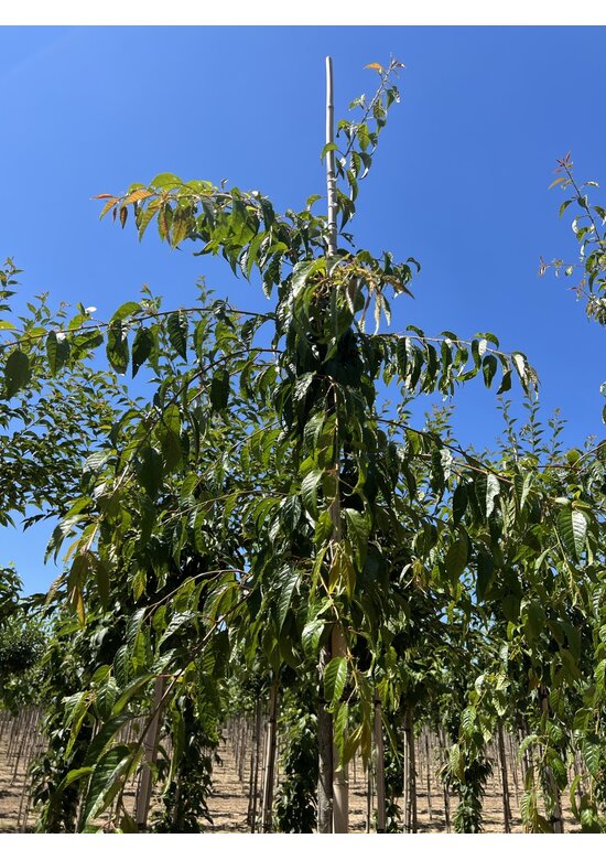 Hängende Nelkenkirsche 'Kiku-Shidare' | Prunus serrulata 'Kiku-Shidare'