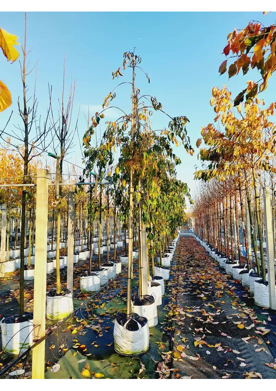 Hängende Nelkenkirsche 'Kiku-Shidare' | Prunus serrulata 'Kiku-Shidare'