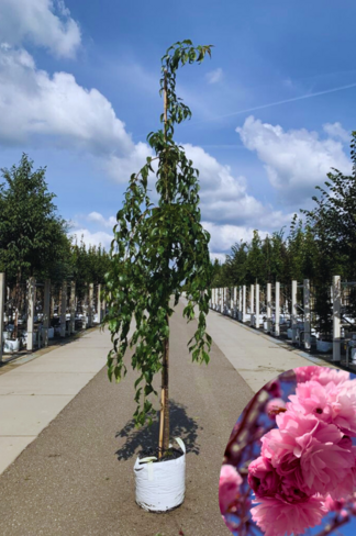 Hängende Nelkenkirsche 'Kiku-Shidare' | Prunus serrulata 'Kiku-Shidare'