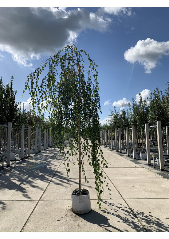 Hängebirke 'Youngii' - unten veredelt | Betula pendula 'Youngii'