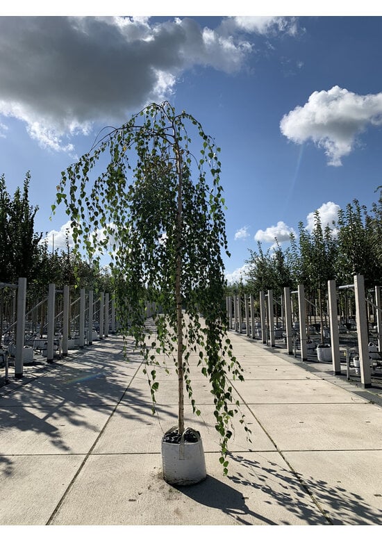 Hängebirke 'Youngii' - unten veredelt | Betula pendula 'Youngii'
