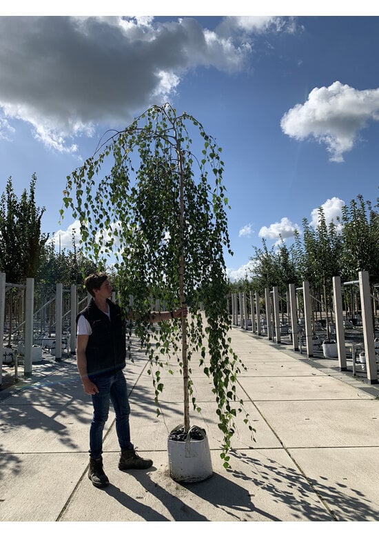 Hängebirke 'Youngii' - unten veredelt | Betula pendula 'Youngii'