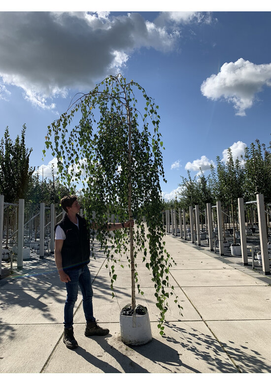 Hängebirke 'Youngii' - unten veredelt | Betula pendula 'Youngii'