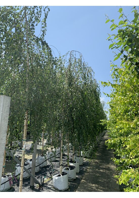 Hängebirke 'Youngii' - unten veredelt | Betula pendula 'Youngii'