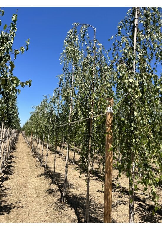 Hängebirke 'Youngii' - unten veredelt | Betula pendula 'Youngii'