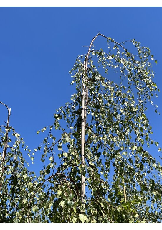 Hängebirke 'Youngii' - unten veredelt | Betula pendula 'Youngii'