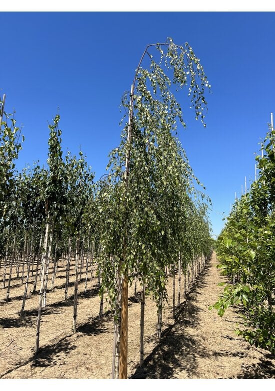 Hängebirke 'Youngii' - unten veredelt | Betula pendula 'Youngii'