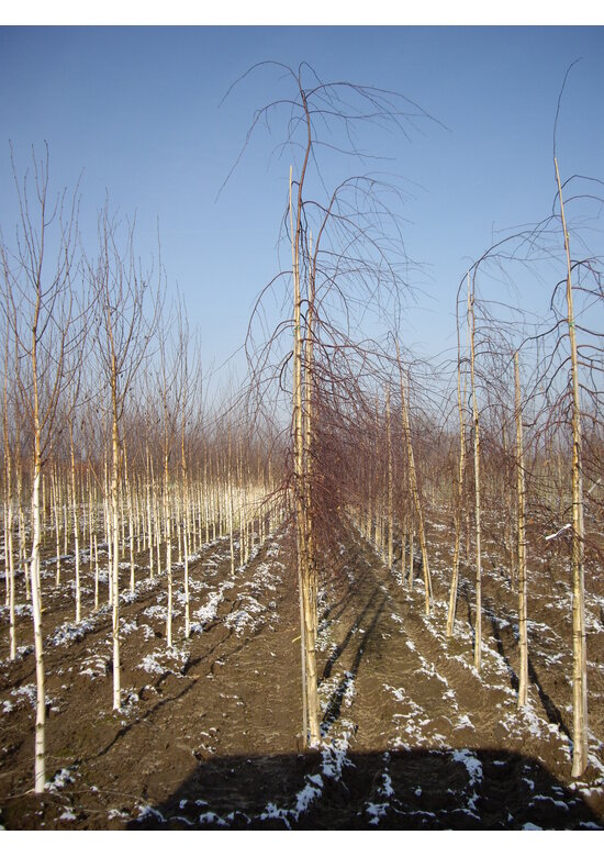 Hängebirke 'Youngii' - unten veredelt | Betula pendula 'Youngii'