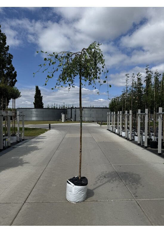 Hängebirke 'Youngii' - unten veredelt | Betula pendula 'Youngii'