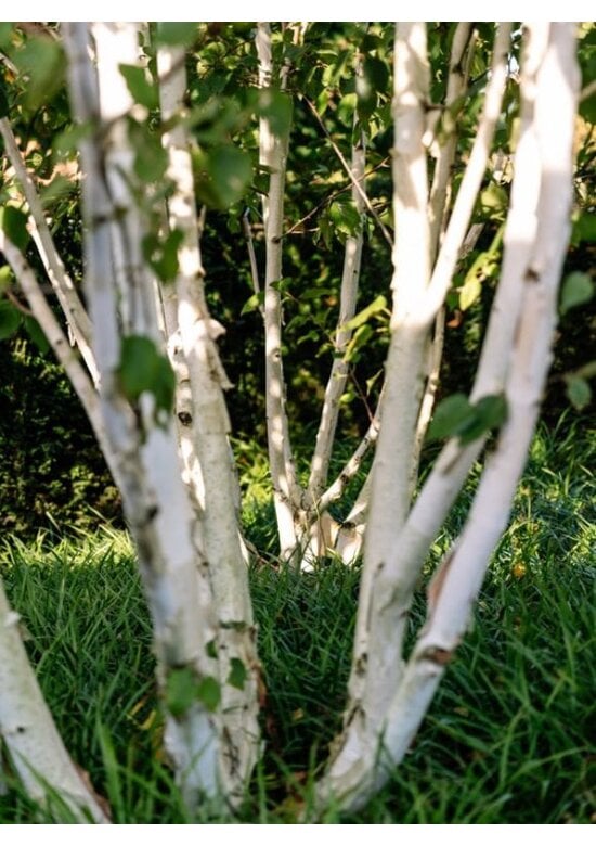 Himalaya Birke mehrstämmig | Betula utilis 'Jacquemontii'