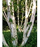 Himalaya Birke mehrstämmig | Betula utilis 'Jacquemontii'