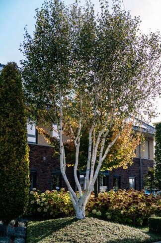 Himalaya Birke mehrstämmig | Betula utilis 'Jacquemontii'