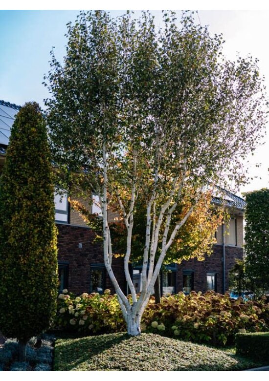 Himalaya Birke mehrstämmig | Betula utilis 'Jacquemontii'