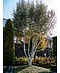 Himalaya Birke mehrstämmig | Betula utilis 'Jacquemontii'