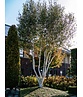 Himalaya Birke mehrstämmig | Betula utilis 'Jacquemontii'
