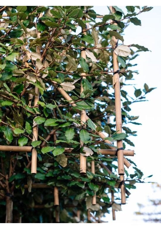 Ölweide Spalier | Elaeagnus ebbingei