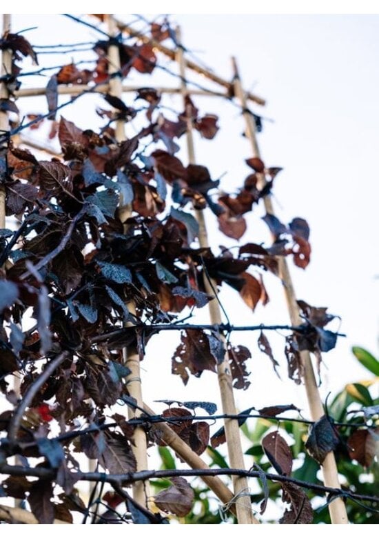 Blutpflaume Spalier | Prunus cerasifera 'Nigra'