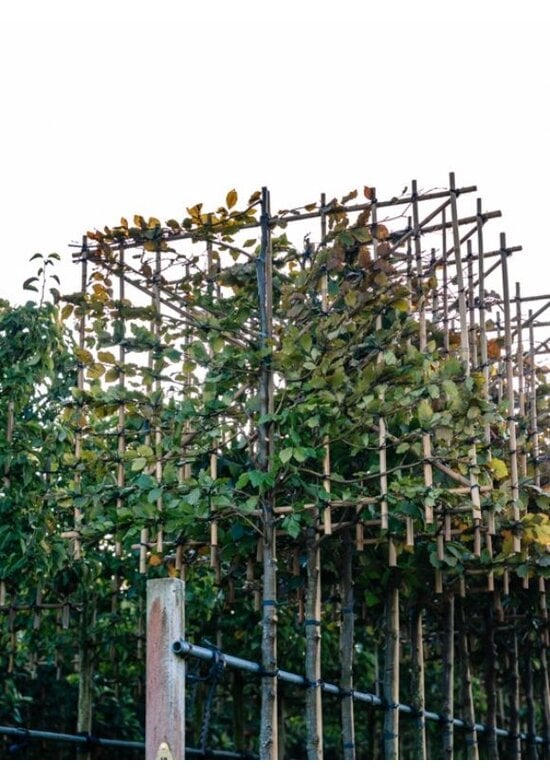Rotbuche - Spalierbaum | Fagus sylvatica