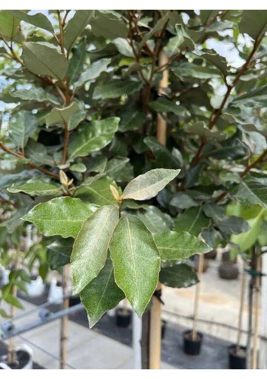 Ölweide Kugelbaum | Elaeagnus ebbingei 'Compacta'