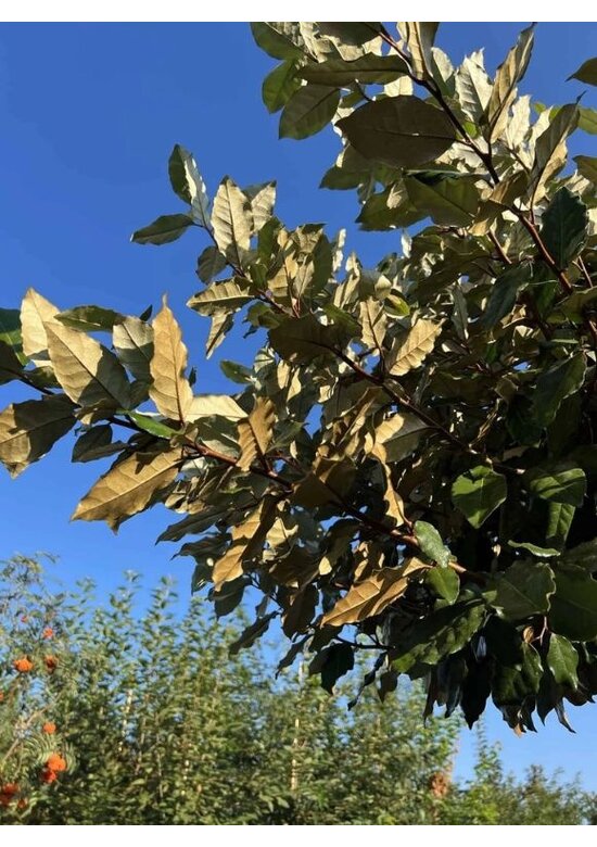 Ölweide Kugelbaum | Elaeagnus ebbingei 'Compacta'