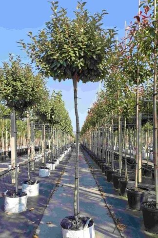 Ölweide Kugelbaum | Elaeagnus ebbingei 'Compacta'