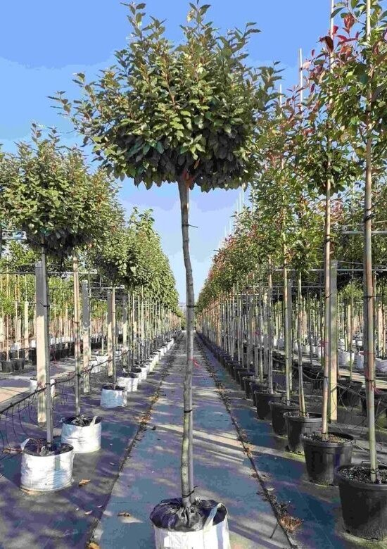 thuja 2 50 m Junior Giant Thuja Tree | 1-2 ft