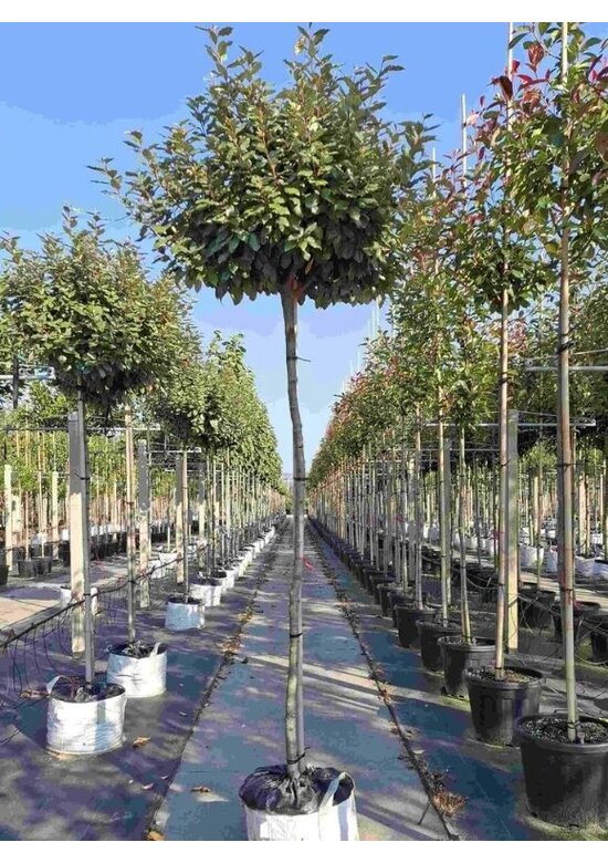 Ölweide Kugelbaum | Elaeagnus ebbingei 'Compacta'