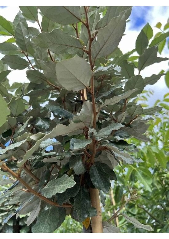 Ölweide Kugelbaum | Elaeagnus ebbingei 'Compacta'