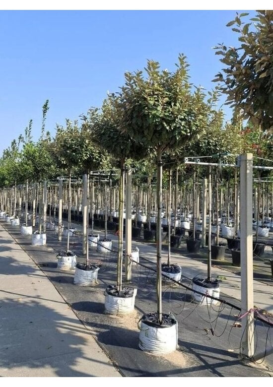 Ölweide Kugelbaum | Elaeagnus ebbingei 'Compacta'