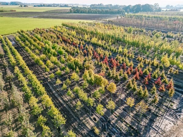 Übersicht der Alleebäume
